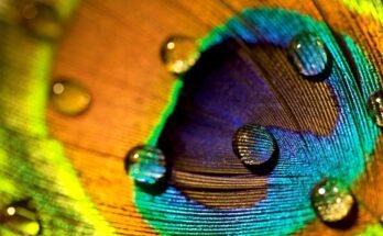 Las plumas de pavo real son excelentes. También pueden emitir vigas láser
