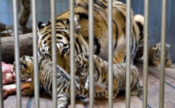 Gara, un tigre siberiano, se preocupa por sus nietos en el zoológico de Aalborg en Dinamarca en 2008.