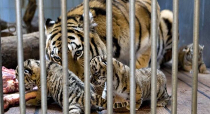 Gara, un tigre siberiano, se preocupa por sus nietos en el zoológico de Aalborg en Dinamarca en 2008.