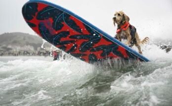 El coco es empujado a través de los interruptores en el Campeonato Mundial de Surf en perros el sábado 2 de agosto de 2025 en Pacifica, California.