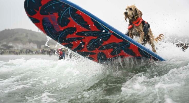 El coco es empujado a través de los interruptores en el Campeonato Mundial de Surf en perros el sábado 2 de agosto de 2025 en Pacifica, California.