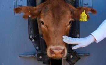 Un veterinario evalúa un ternero durante una inspección veterinaria en Hmosillo, en el estado de Sonora, México.
