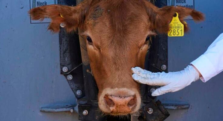 Un veterinario evalúa un ternero durante una inspección veterinaria en Hmosillo, en el estado de Sonora, México.